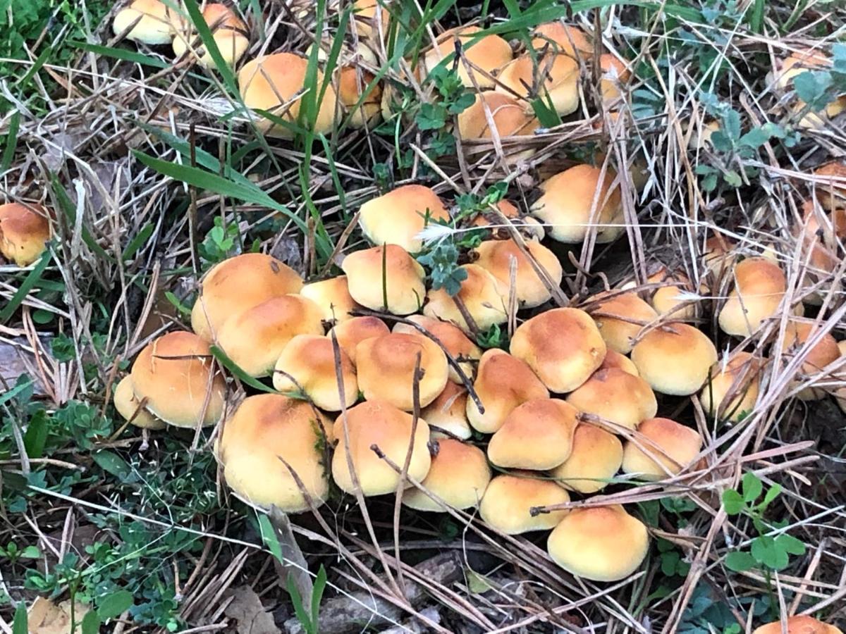 托雷瓦尔德圣佩德La Salceda别墅 外观 照片
